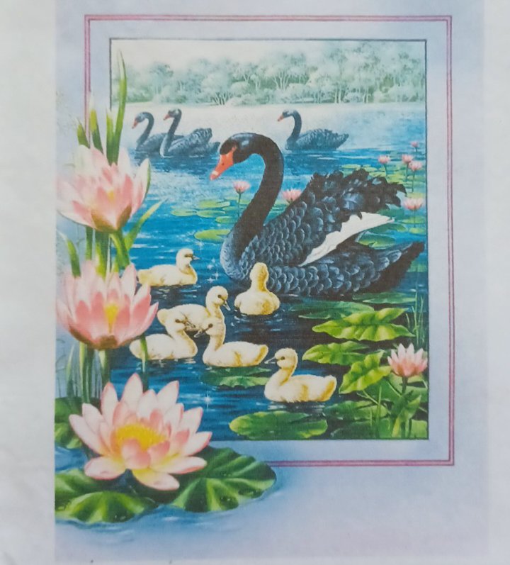 11ct DIY Brand Stamped Cross Stitch | Swans